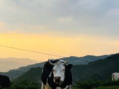 -蔚县茶山村