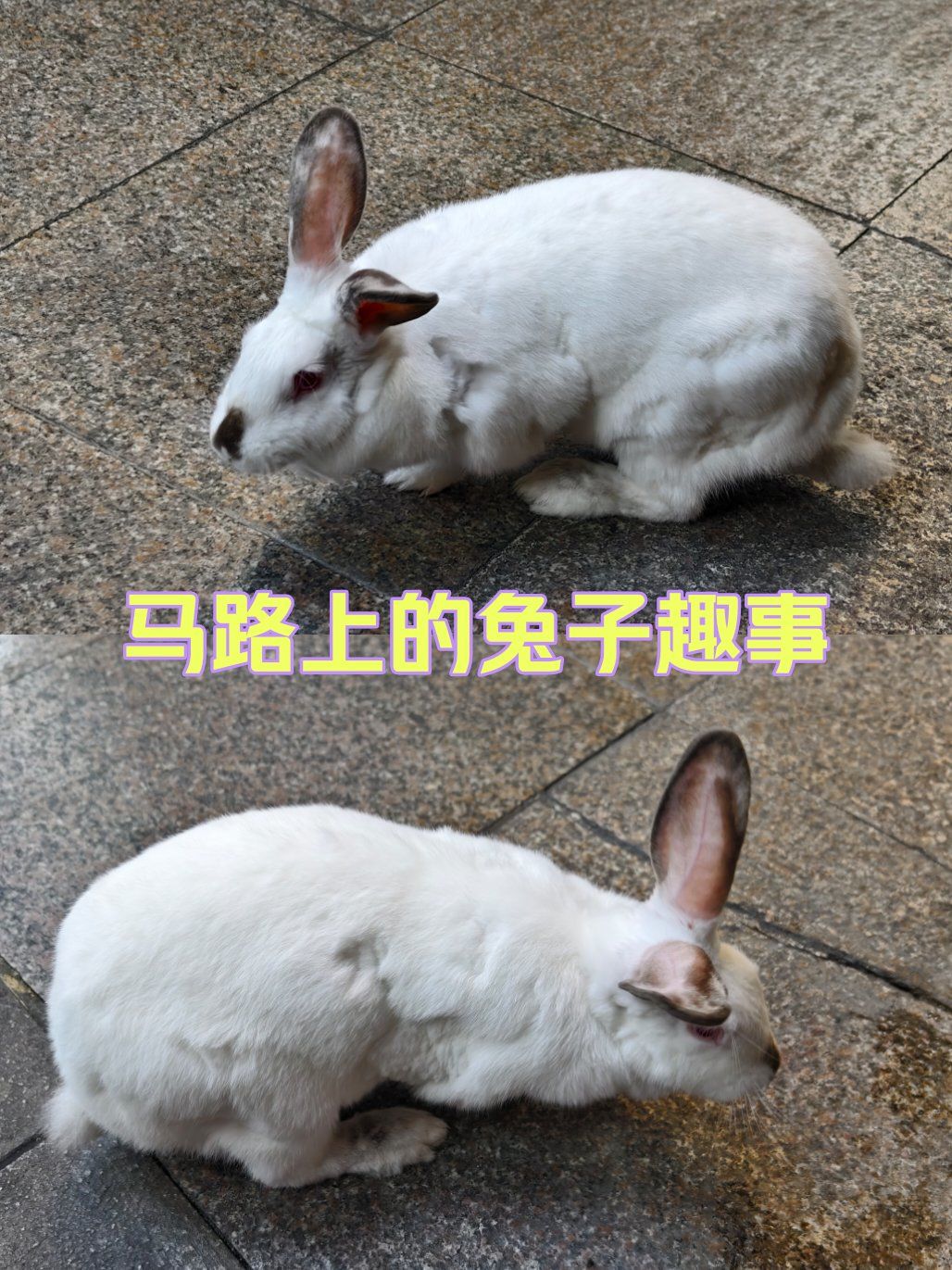 马路上的兔子趣事