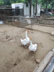 -上美四季动物农场