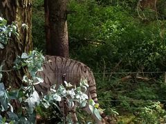 -云南野生动物园