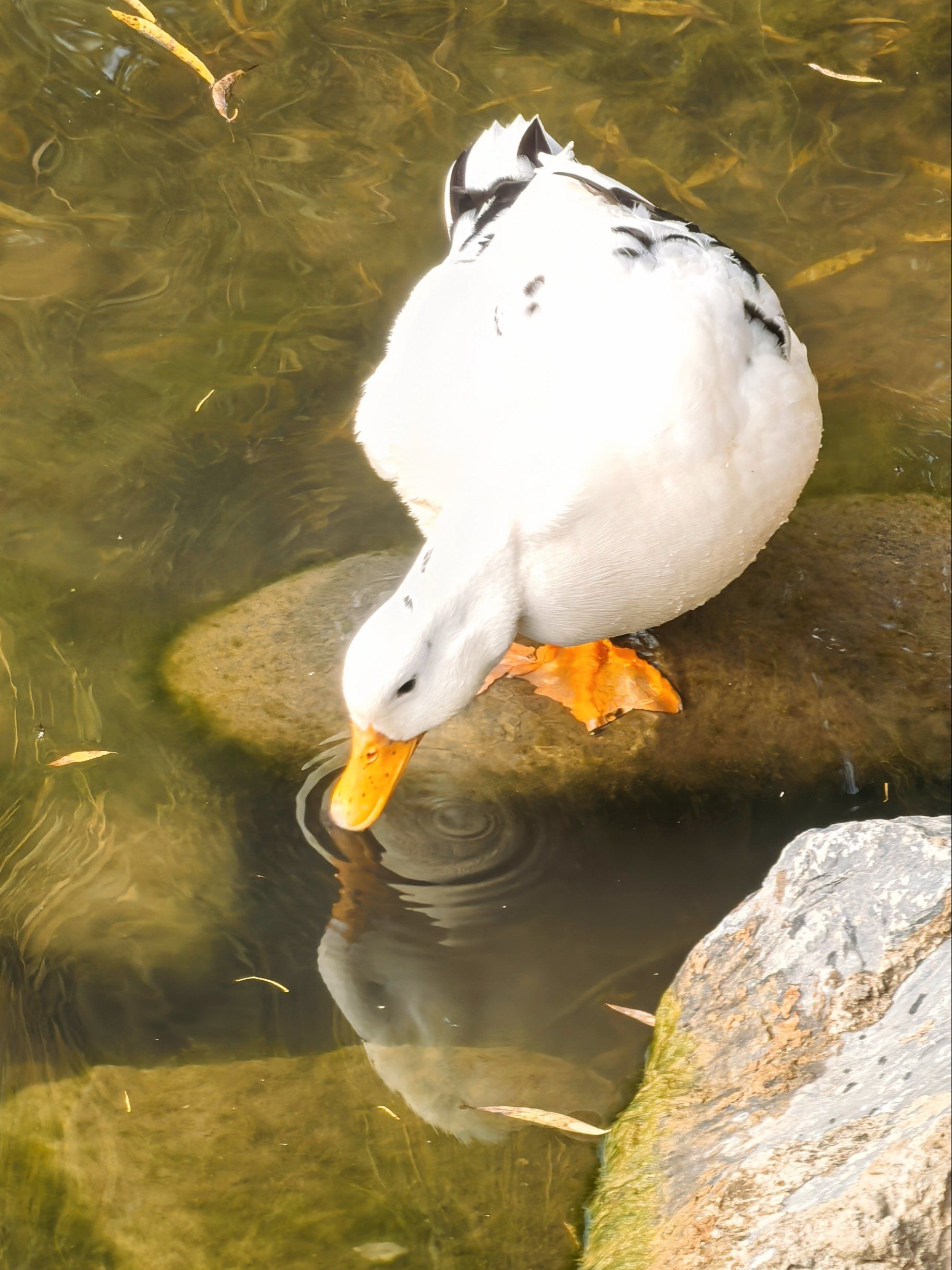 朝阳公园的黑白花鸭子