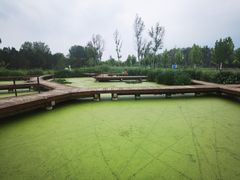 -东郊湿地公园