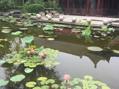 -文瀛公园
