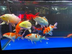 -鲤鱼塘农家山庄