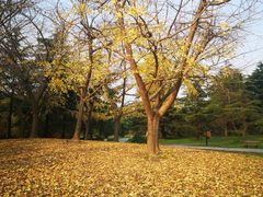 -上海共青森林公园