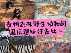 -贵州森林野生动物园