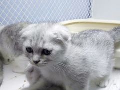 -喵的天空名猫咖啡馆·撸猫·猫舍·用品