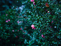 -中国科学院华南植物园