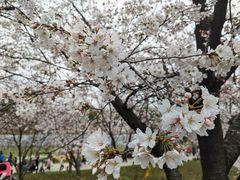 -苏州上方山国家森林公园