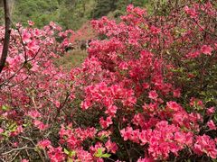 -木兰云雾山
