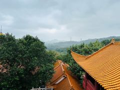 -深圳仙湖植物园