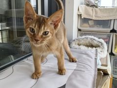 -糯米喵星人总部直营旗舰店·猫舍·幼猫出售