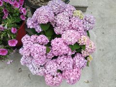 -陈家山荷花公园
