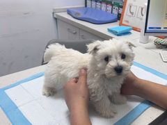 -瑞派雷欧宠物医院·中兽医·眼科·急重症转诊中心(黄台店)