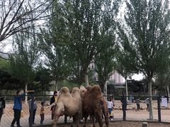 -长白岛森林公园