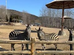 -大连森林动物园