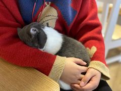 -李小姐の猫咖啡馆(五角场店)