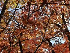 -五女峰国家森林公园