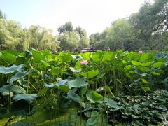 -莲湖公园