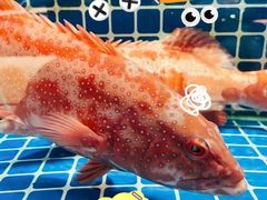 -新欢海鲜坊(赖屋店)