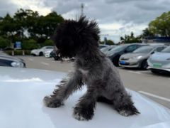 -翊宠yipet猫狗购宠庄园犬舍•猫舍