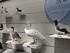 -大连自然博物馆