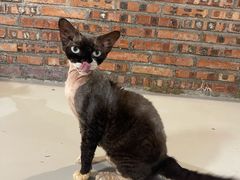 -豆逗聊愈猫阁Easy Life