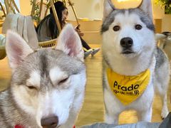-Husky Go! 哈士奇体验馆·宠物咖啡厅狗咖