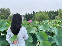 -白洋淀景区