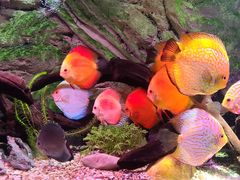 -上海海洋水族馆