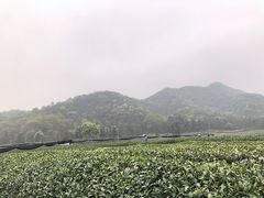 -龙坞茶村