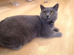 -猫咪派对(江南西店)
