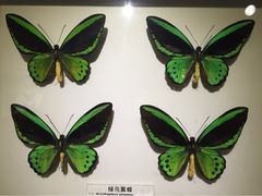 -上海大自然野生昆虫馆
