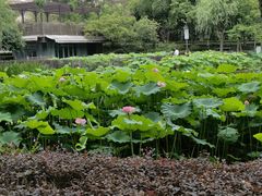 -陈家山荷花公园