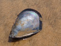 -普陀山风景名胜区-千步大沙