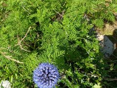 -白草畔自然风景区