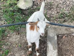 -马陆小张葡萄园农家乐