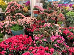 -双季花艺园艺市场(浦东店)
