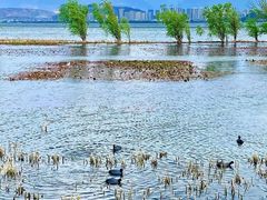 -洱海月湿地公园