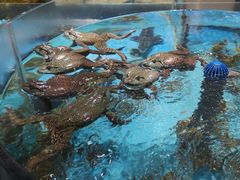 -绿江春(长江街店)