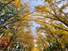 -三里屯东五街银杏大道