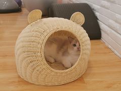 -momokira米努特·德文卷毛猫·棉花面纱犬