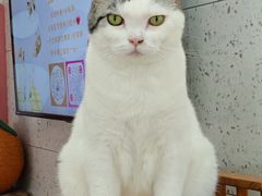 -喵园·猫主题咖啡厅·撸猫·猫咖(国贸店)