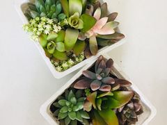 -南汇花鸟市场(上海浦东新花卉店)
