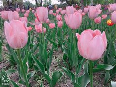 -长春公园(普阳街道)