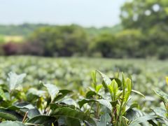 -中国茶叶博物馆(双峰馆区)