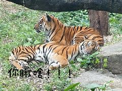-广州动物园