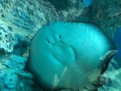 -芜湖新华联大白鲸海洋公园