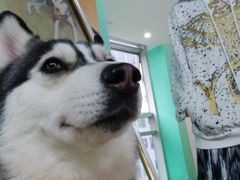 -Husky Go! 哈士奇体验馆·宠物咖啡厅狗咖