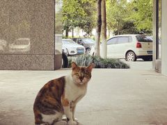 -猫里有甜